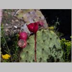 130 Alfredo removed some prickly pear fruit for the kids to eat.jpg